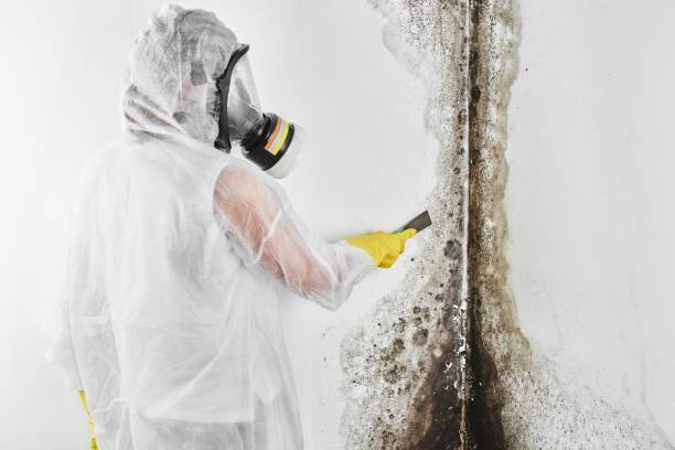 Best Residential Mold Remediation in Gordo, AL